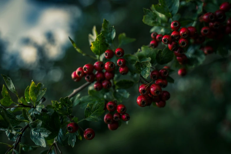 berries hang from a tree nch with leaves