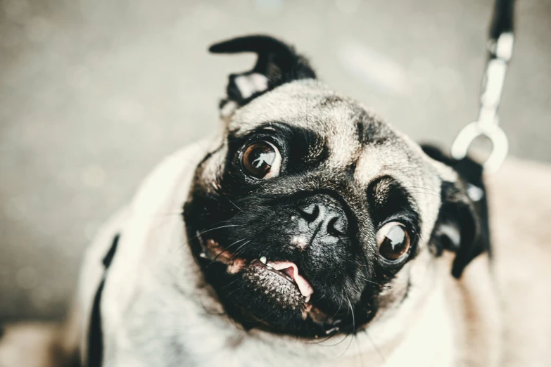 a small dog with big eyes sitting on a leash