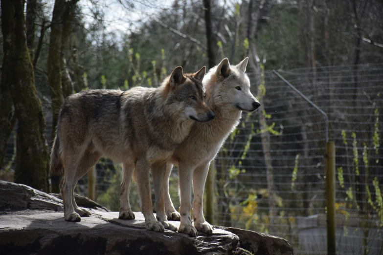 two grey wolfs stand on a ledge in a caged - in area