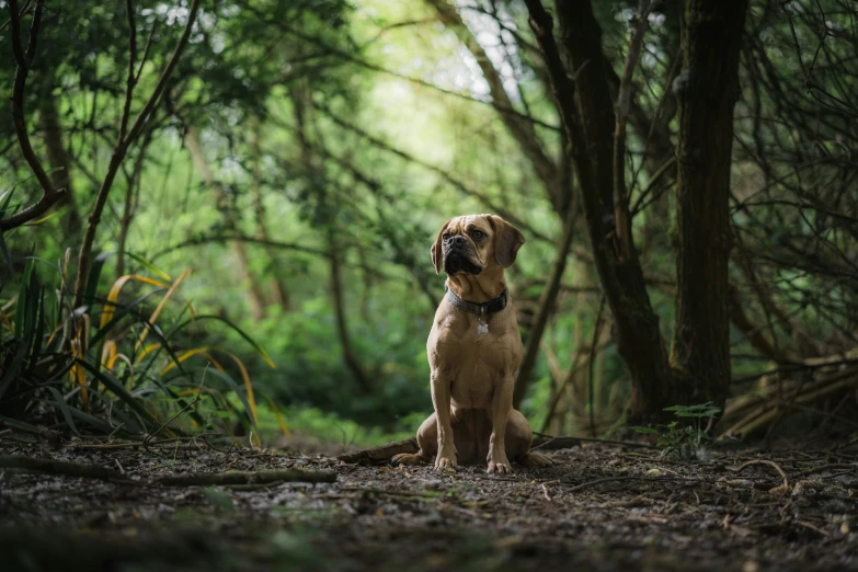 a dog sitting alone in the woods looking up