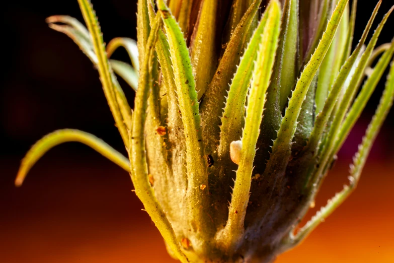 a close up picture of a small green plant