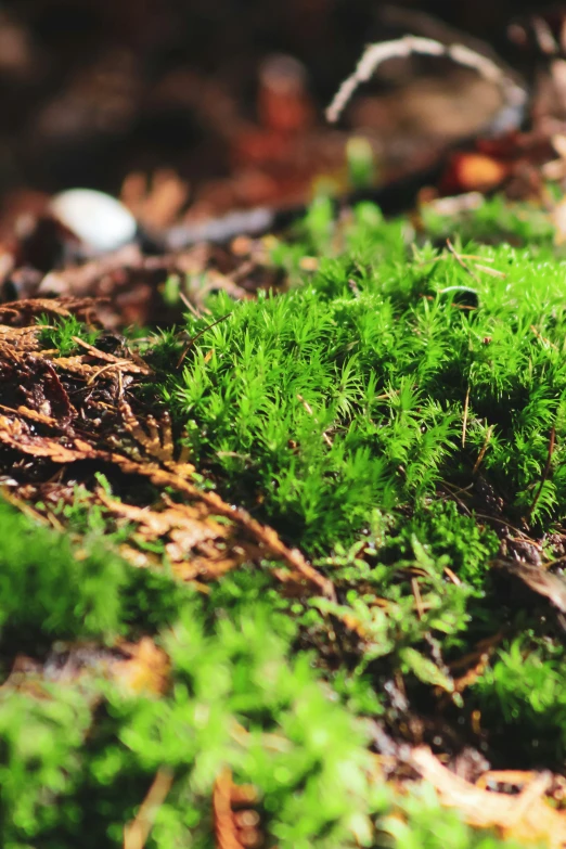 small green plants are on the ground