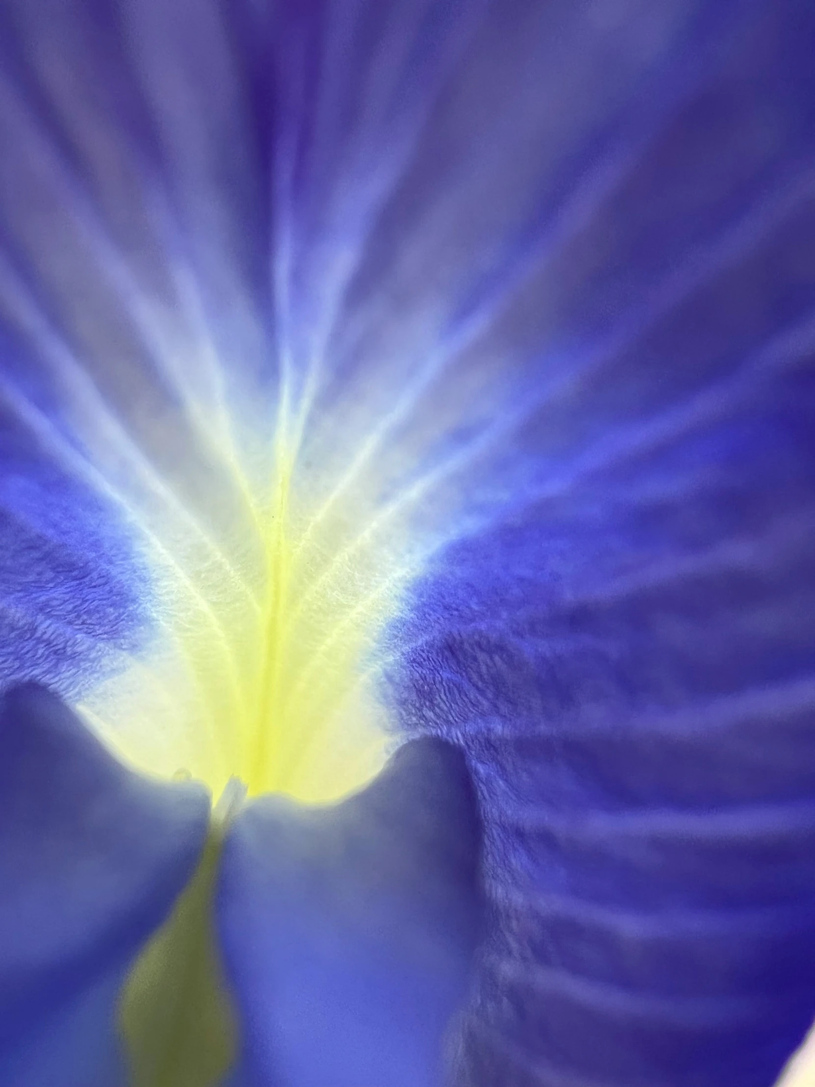 the iris flower's white and blue petals glow in the sunlight