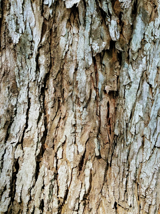 tree bark texture with little birds on top of it