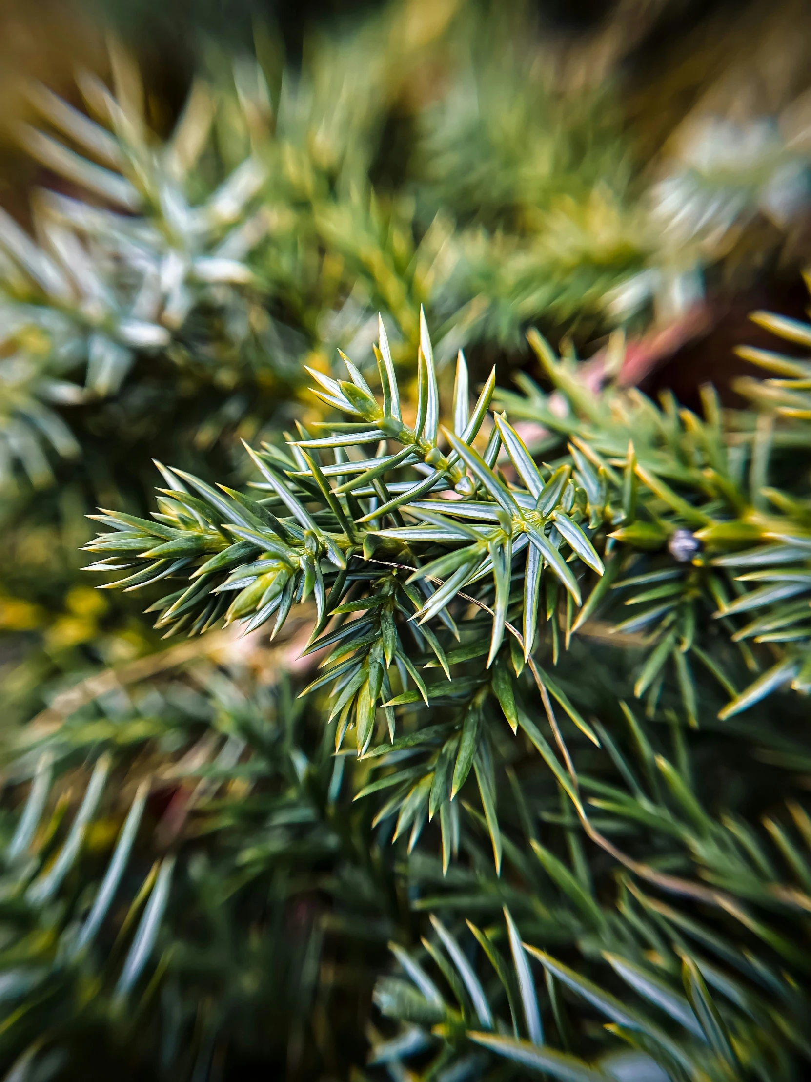 green leaves in the daytime sun with soft focus