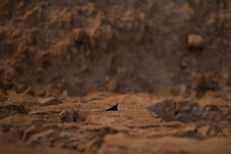 black bird standing on a ledge of rocks