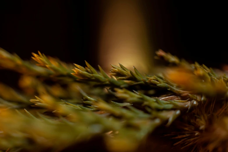 an orange and green plant with small yellow flowers