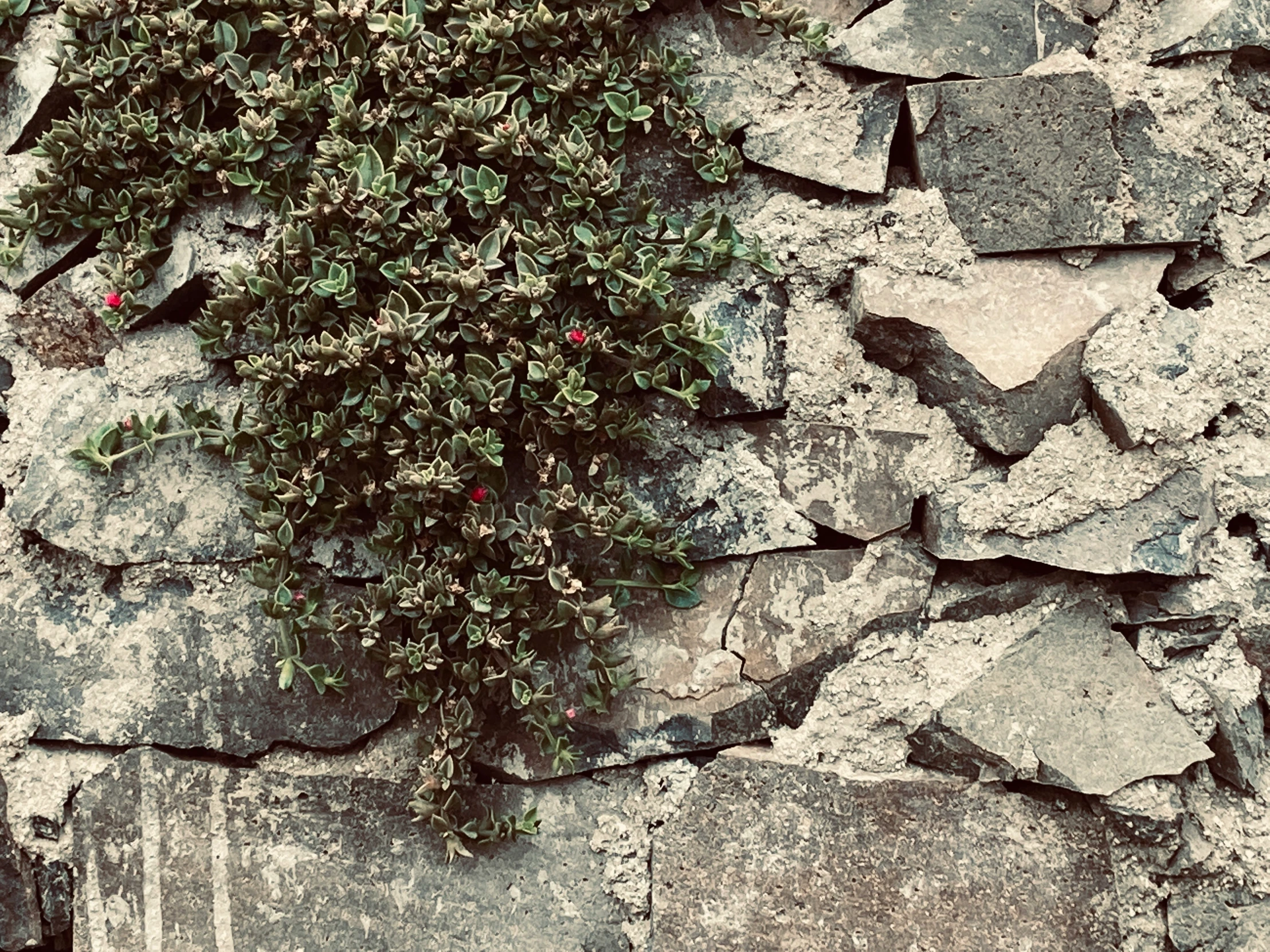 a small plant growing out of the middle of a wall