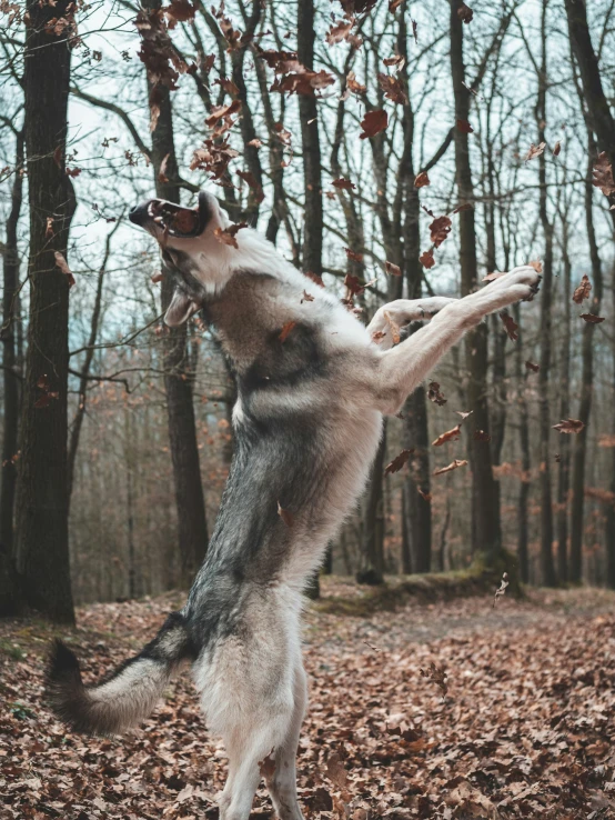 a dog is catching a frisbee in the air