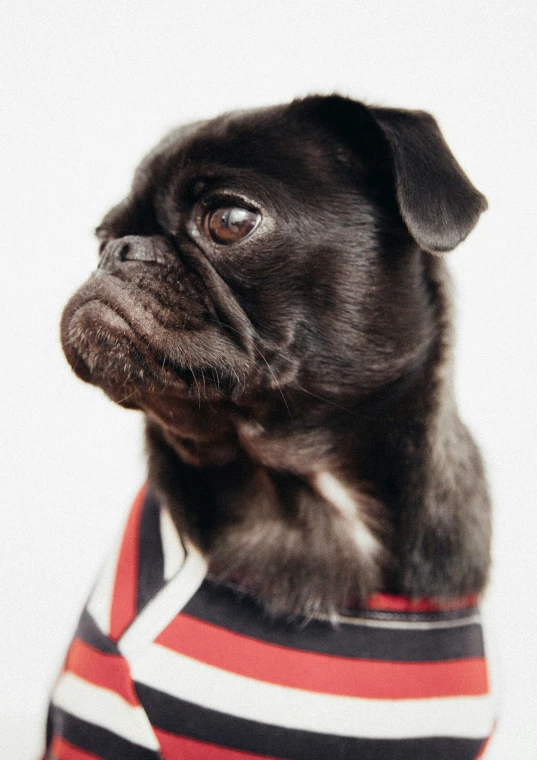 the pug is wearing a striped shirt and posing for a po