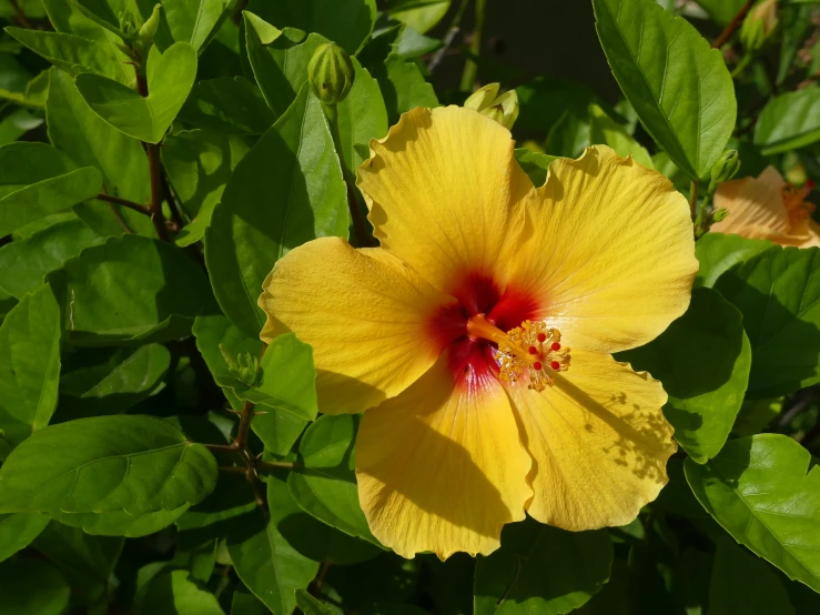 a large yellow flower sitting in the middle of a green bush