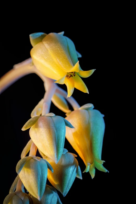 yellow flower on the nch with black background