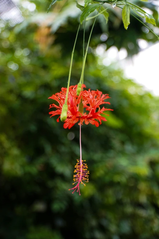 a tropical flower with hanging flowers in it