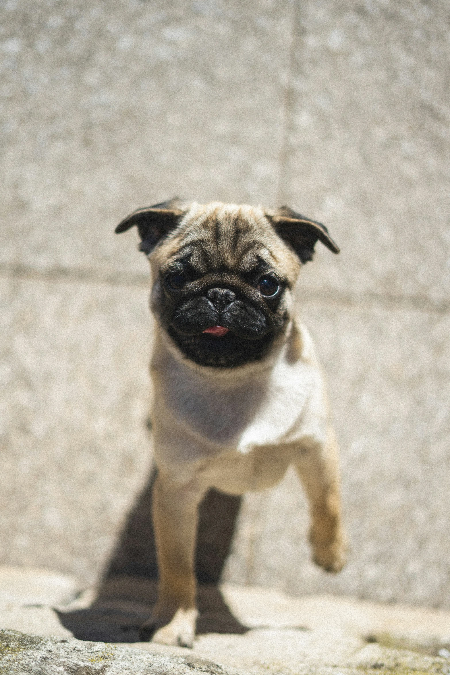 a pug dog is staring and a rock