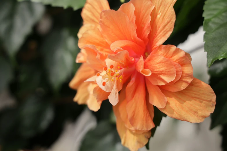 a close up of an orange flower with green leaves