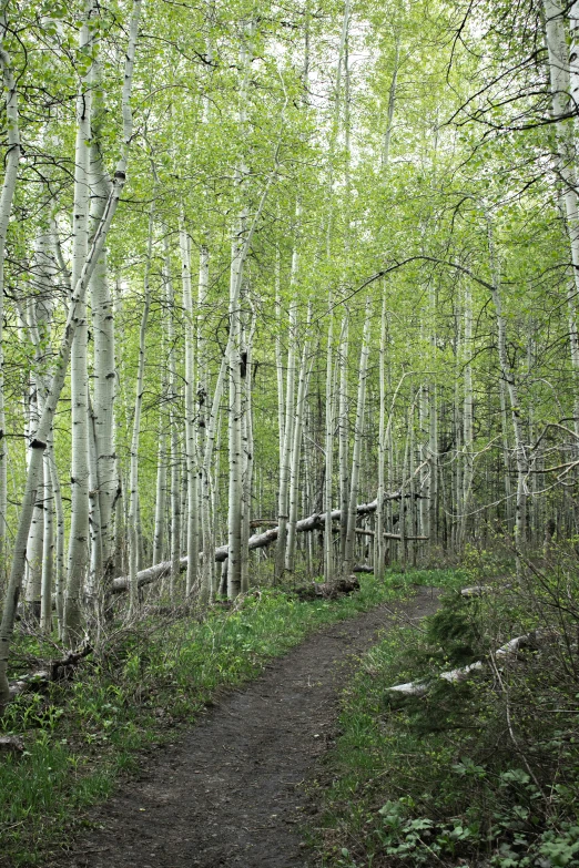 a forest filled with trees and green vegetation