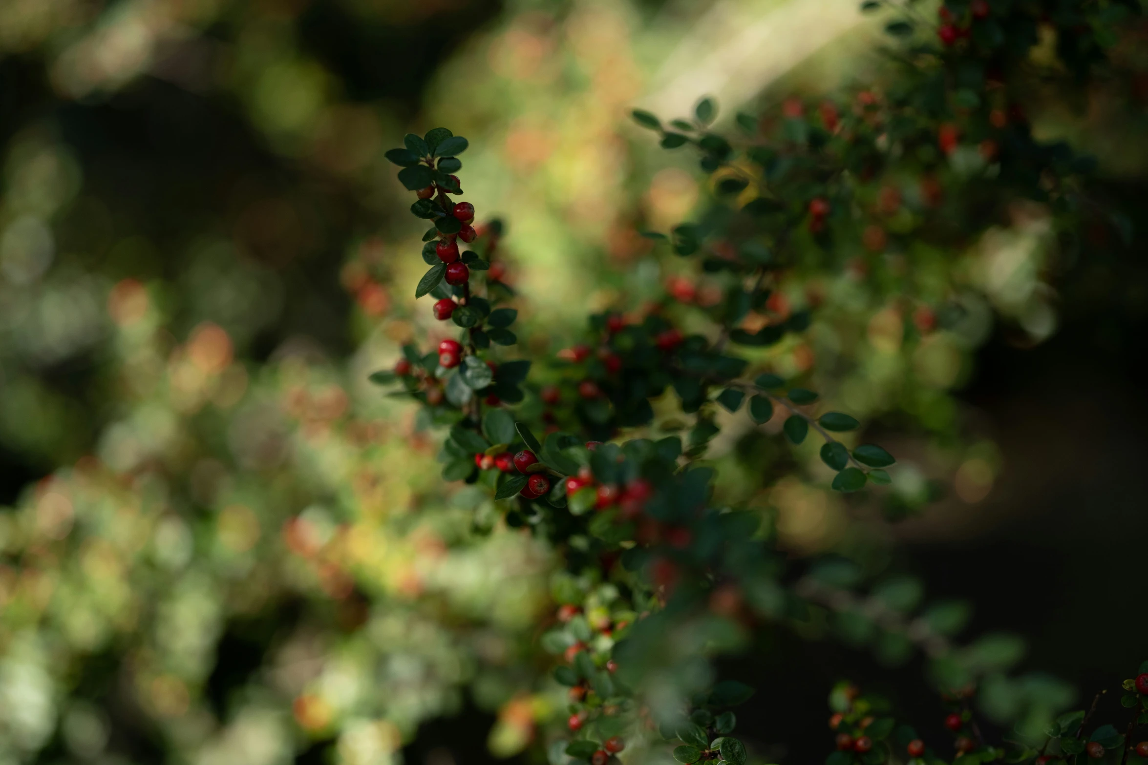 small red berries hanging off the side of a tree