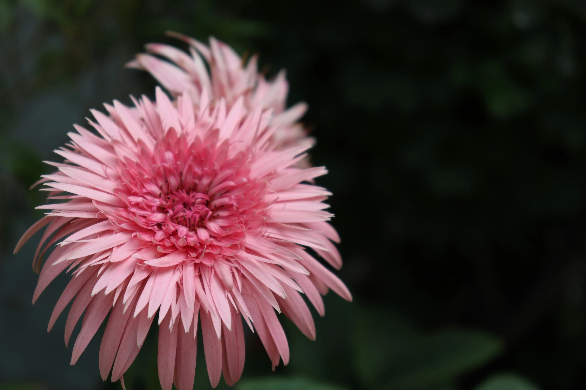 pink flower that is blooming in a field