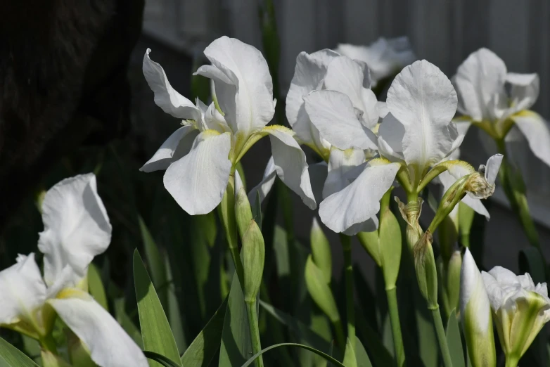 white flowers in an open field near a fence