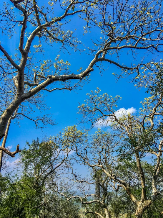 there is a giraffe that is standing next to some trees