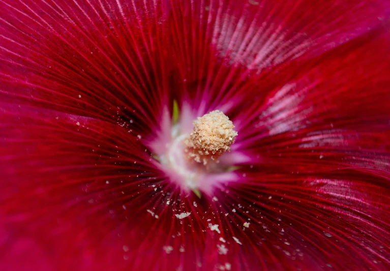 a close up s of the middle of a red flower