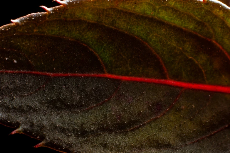 a large leaf with red lines on the middle