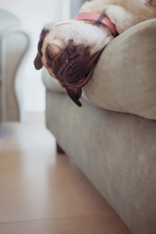 a cute little pug dog sitting in the back seat of a couch