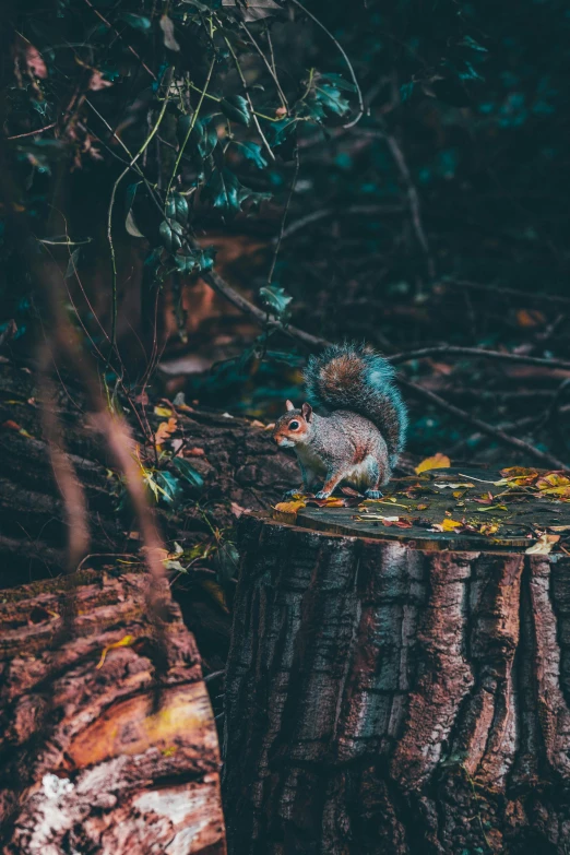 a squirrel is standing on top of a log