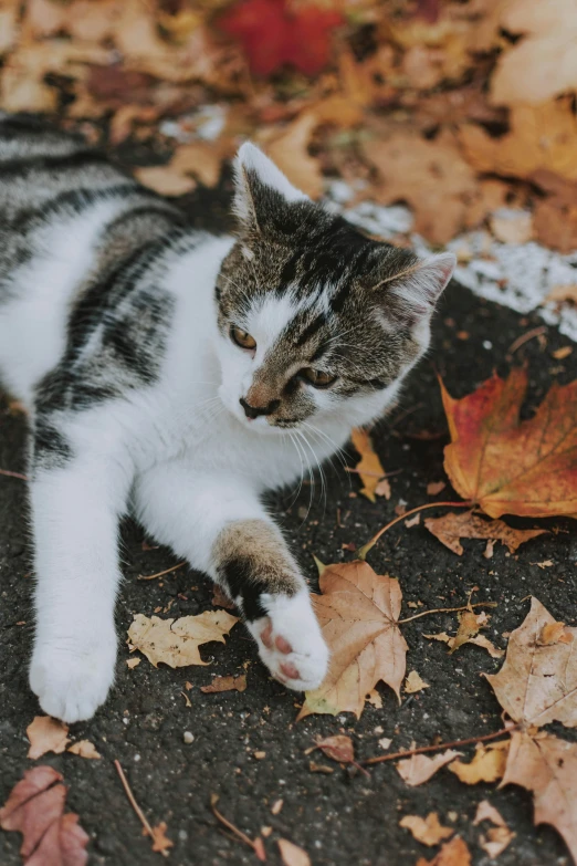 a cat laying on the ground next to fall leaves