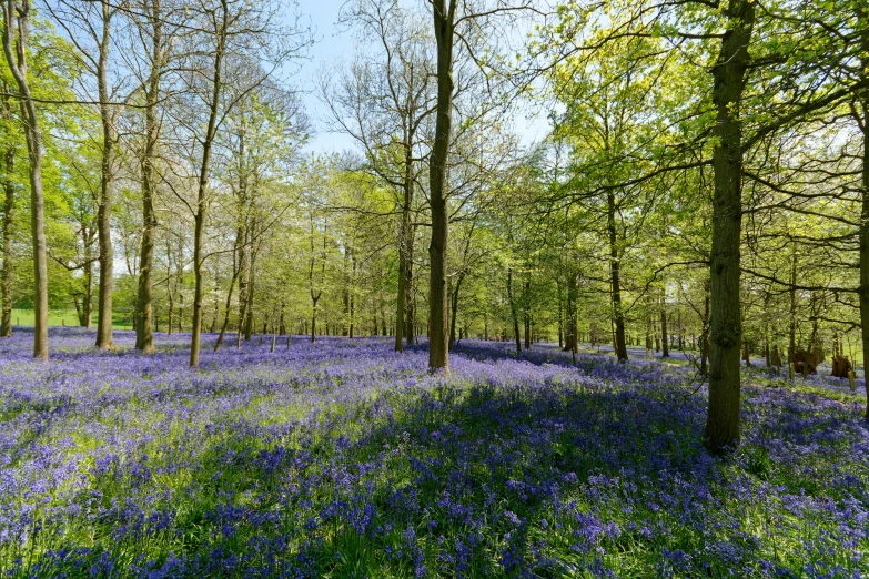 a bluebell meadow in the springtime surrounded by trees