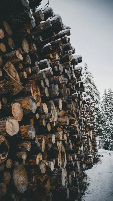 stacks of logs at the edge of a forest