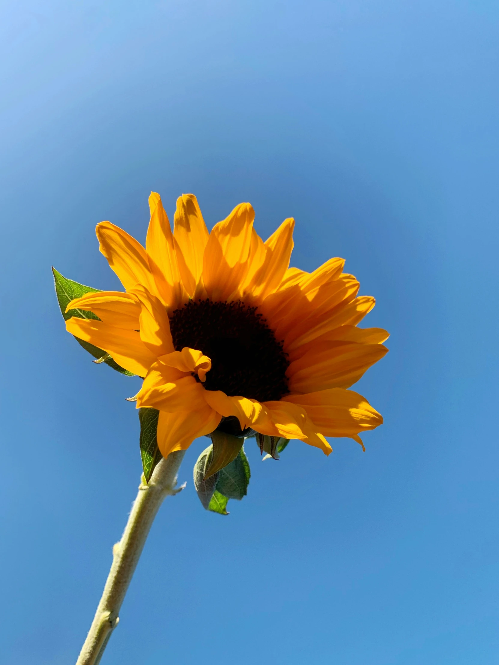 the back of a sunflower in full bloom