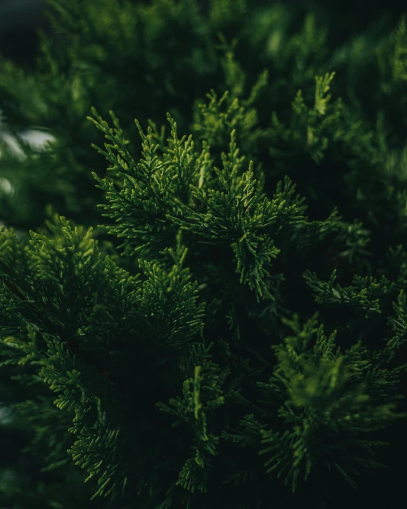 a black bird perched in the center of a green plant