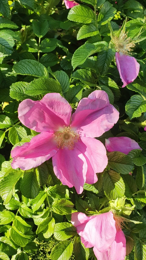 a bunch of flowers with leaves near by