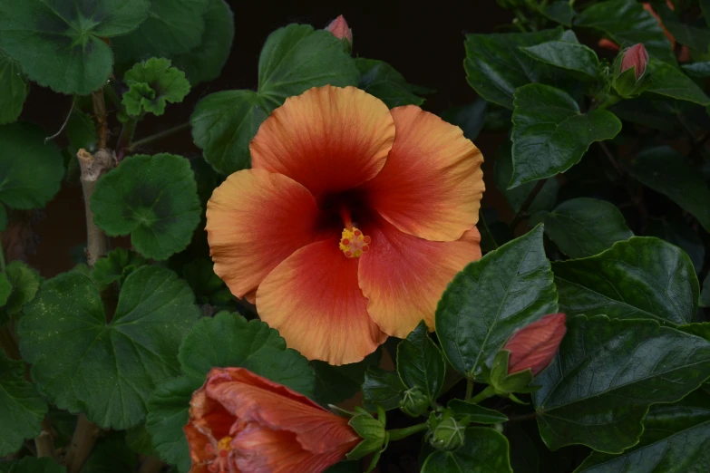 a beautiful orange and yellow flower with green leaves