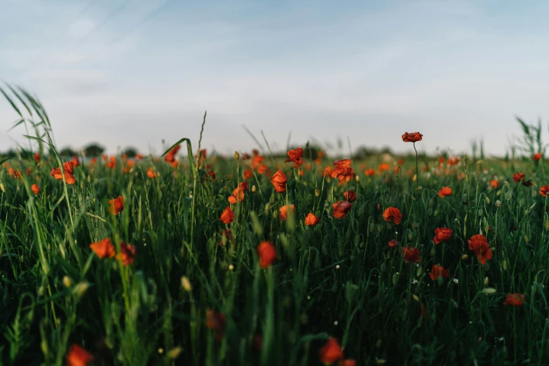 an image of a field full of flowers