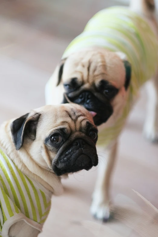 two small pugs dressed up wearing sweaters on the floor