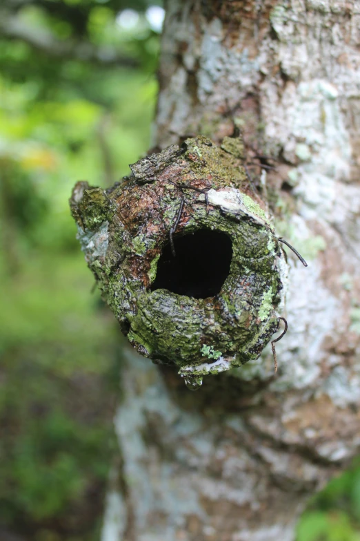 a hollow hole is shown on a tree