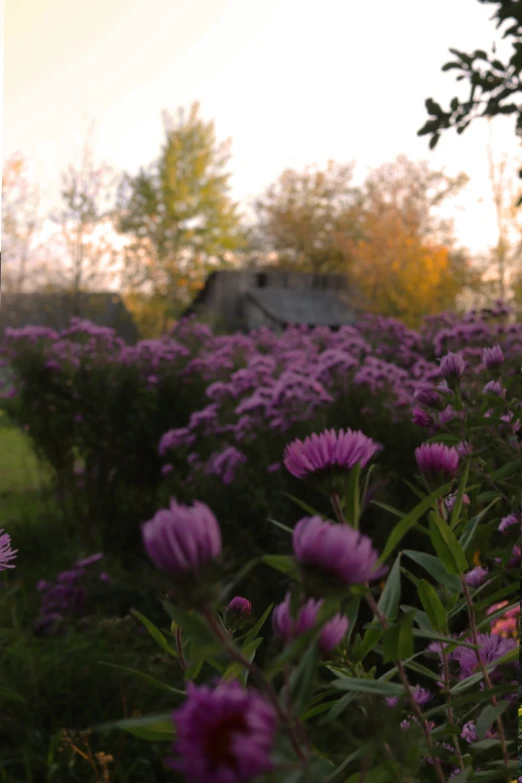 a purple field full of purple flowers near a house
