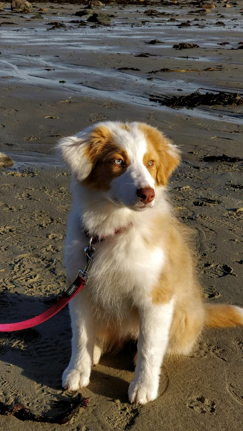 there is a dog on the beach and is sitting