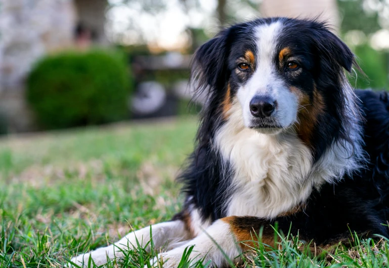 a dog laying in the grass looking at soing