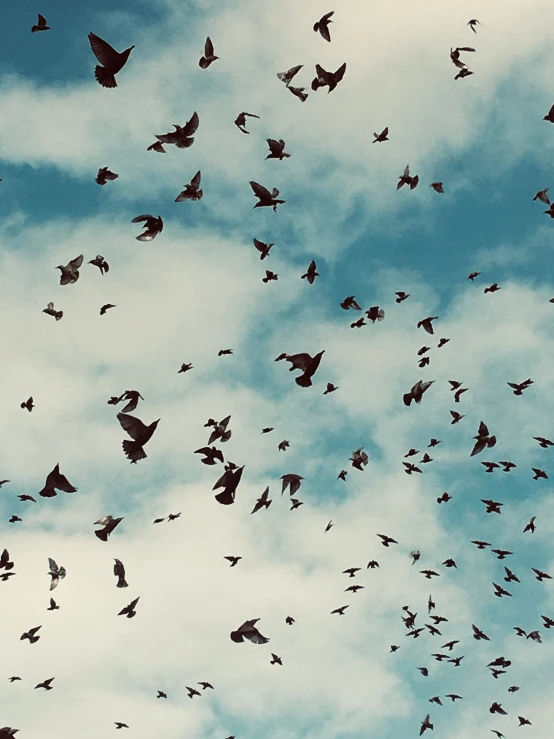 large flock of birds flying in the sky