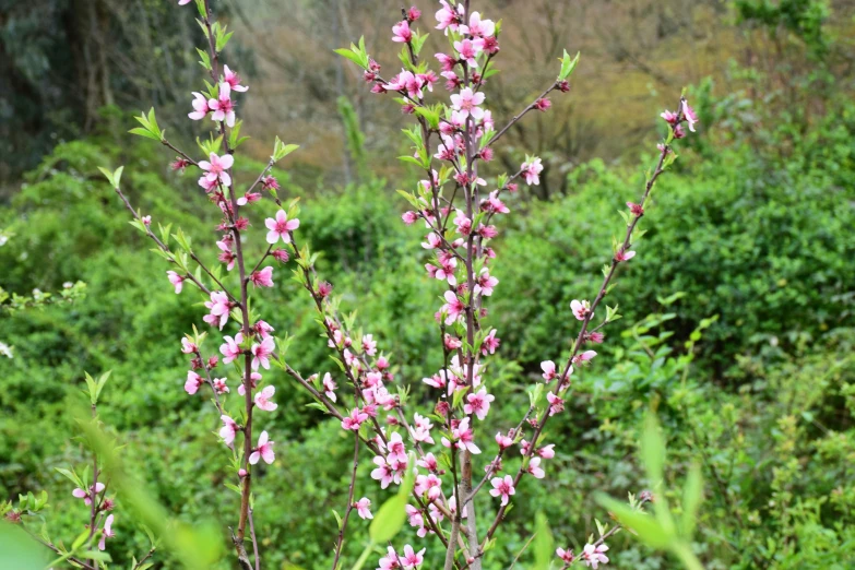 some very pretty pink flowers in the field