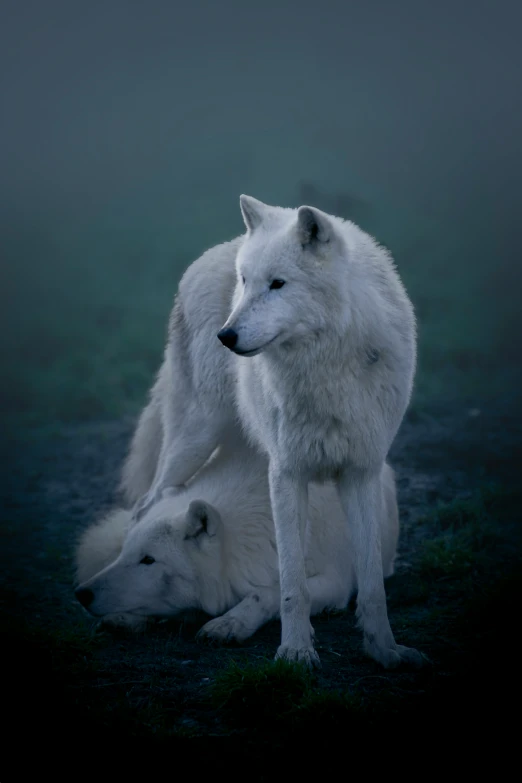 two white wolfs are pictured in a dark field