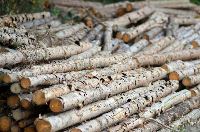 many pieces of tree have been cut and stacked