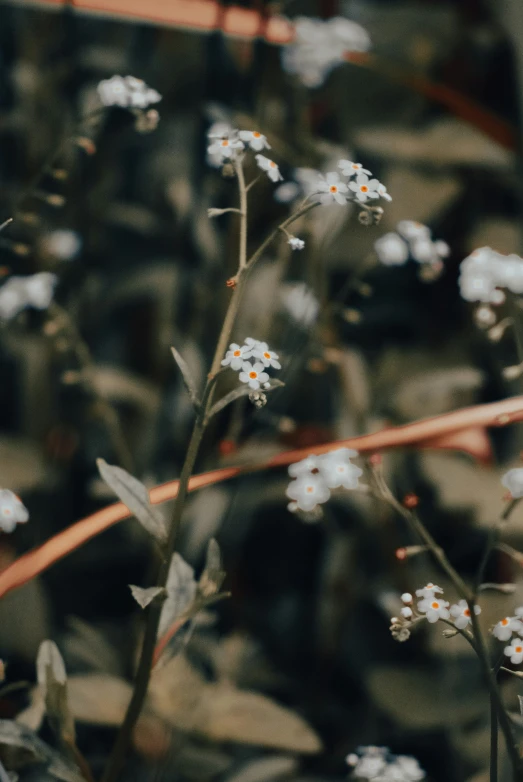 small white flowers growing on the side of a rock wall