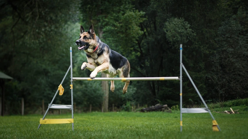 a dog jumping over a hurdle in a field
