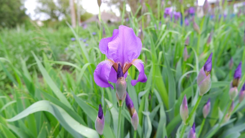 a purple flower is blooming from tall green grass