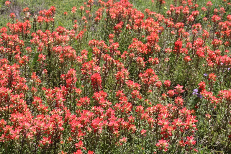 red wild flowers are blooming among some tall grass