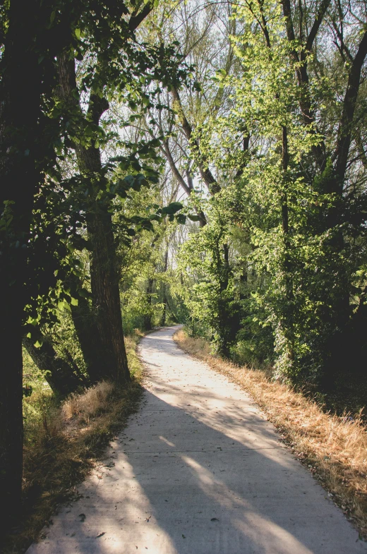 a dirt path surrounded by trees in the park